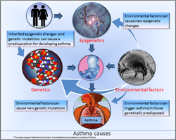  Asthma causes