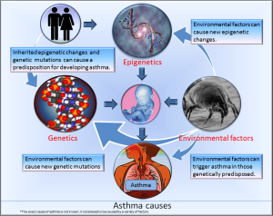 Asthma causes