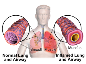 Human lungs