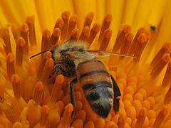 Bee on an orange flower