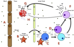 The Allergy Pathway